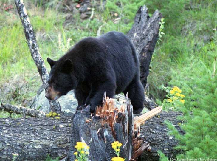 Urso-Negro no Parque Nacional de Shenandoah